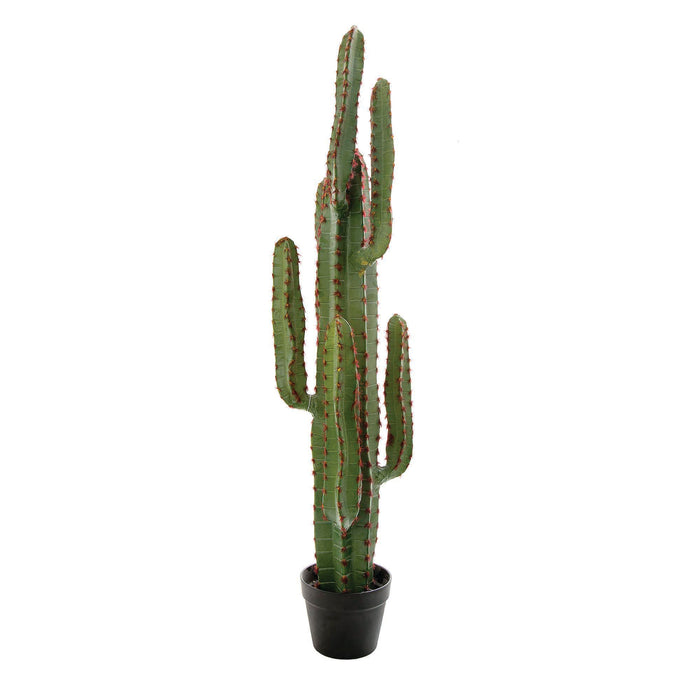Desert Cactus