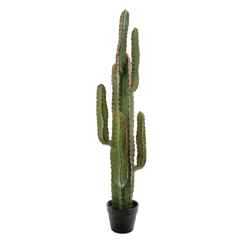 Desert Cactus