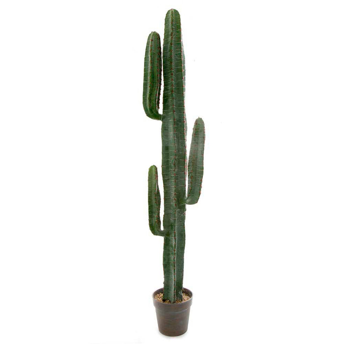 Desert Cactus